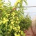 沾化冬枣树苗二代梨枣蜂蜜罐葫芦伏脆蜜中秋酥脆蟠枣2年树