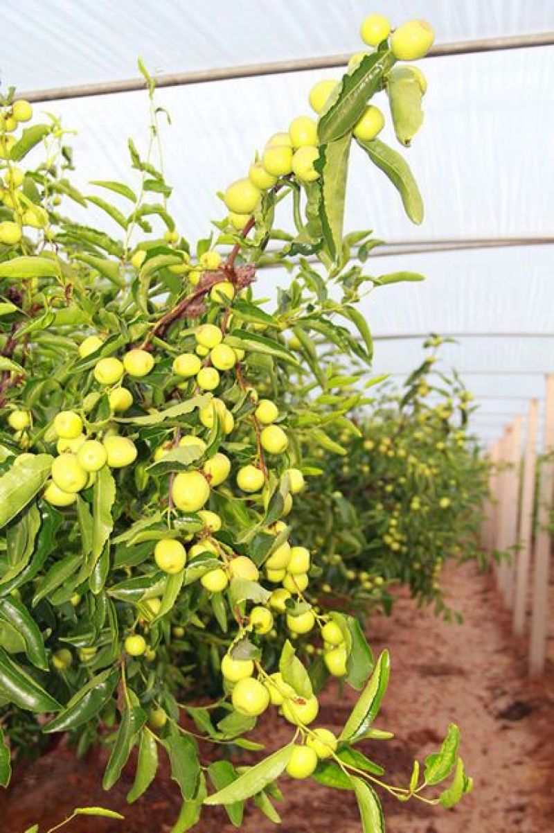 沾化冬枣树苗二代梨枣蜂蜜罐葫芦伏脆蜜中秋酥脆蟠枣2年树