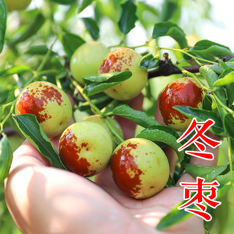 沾化冬枣树苗二代梨枣蜂蜜罐葫芦伏脆蜜中秋酥脆蟠枣2年树