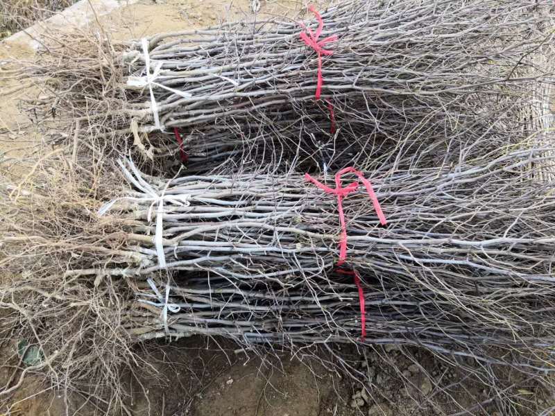 沾化冬枣树苗二代梨枣蜂蜜罐葫芦伏脆蜜中秋酥脆蟠枣2年树