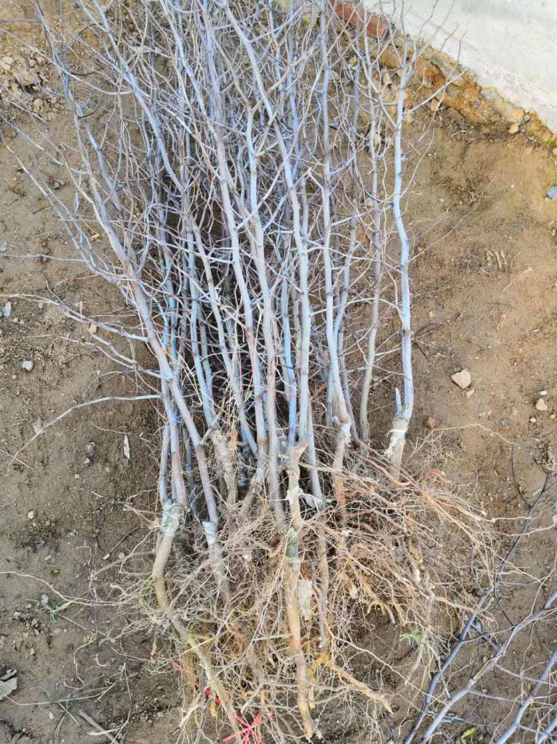 沾化冬枣树苗二代梨枣蜂蜜罐葫芦伏脆蜜中秋酥脆蟠枣2年树