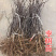 沾化冬枣树苗二代梨枣蜂蜜罐葫芦伏脆蜜中秋酥脆蟠枣2年树