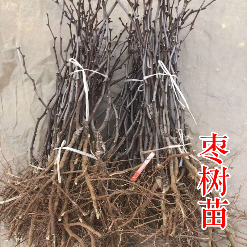 沾化冬枣树苗二代梨枣蜂蜜罐葫芦伏脆蜜中秋酥脆蟠枣2年树