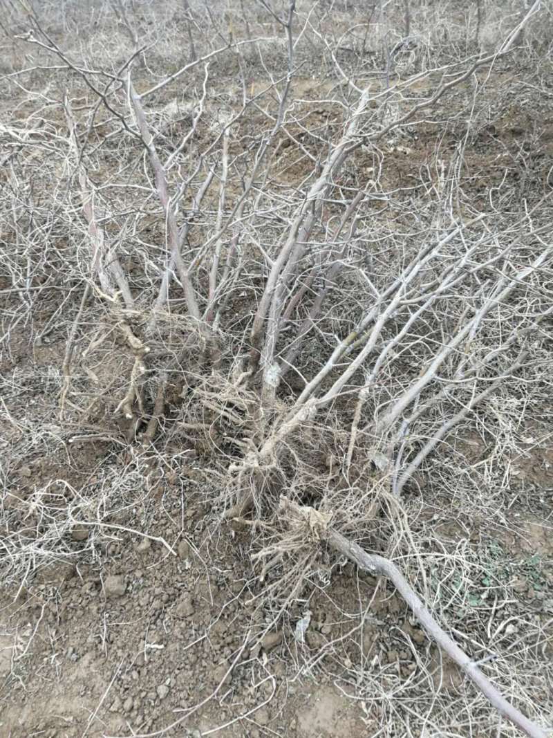 沾化冬枣树苗二代梨枣蜂蜜罐葫芦伏脆蜜中秋酥脆蟠枣2年树