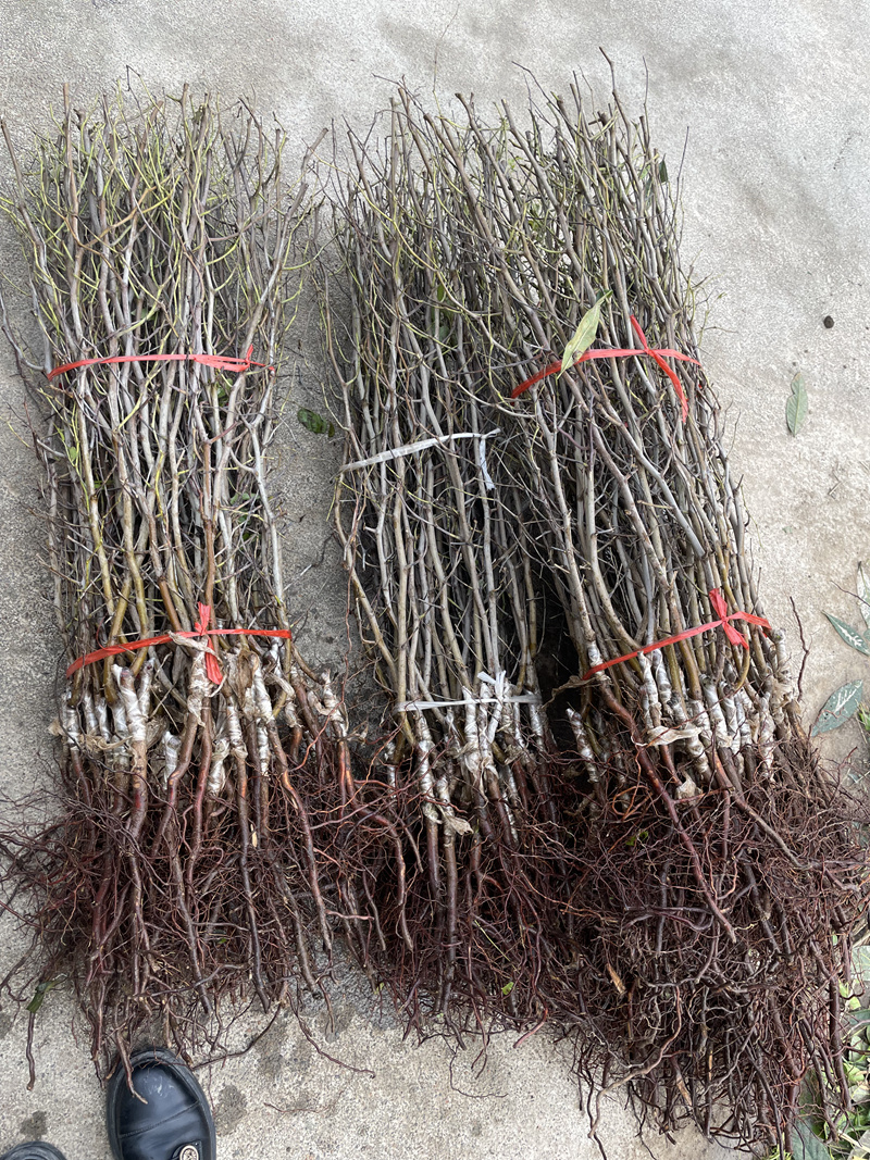 沾化冬枣树苗二代梨枣蜂蜜罐葫芦伏脆蜜中秋酥脆蟠枣2年树