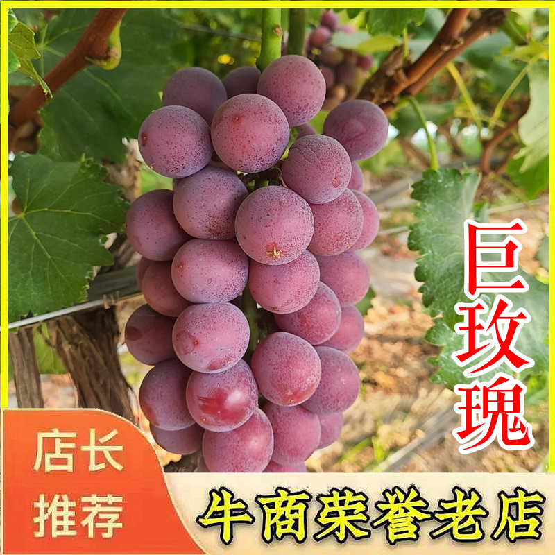 巨玫瑰葡萄苗蜜光魏可秋天清脆玛斯卡丁圆叶2年葡萄树苗