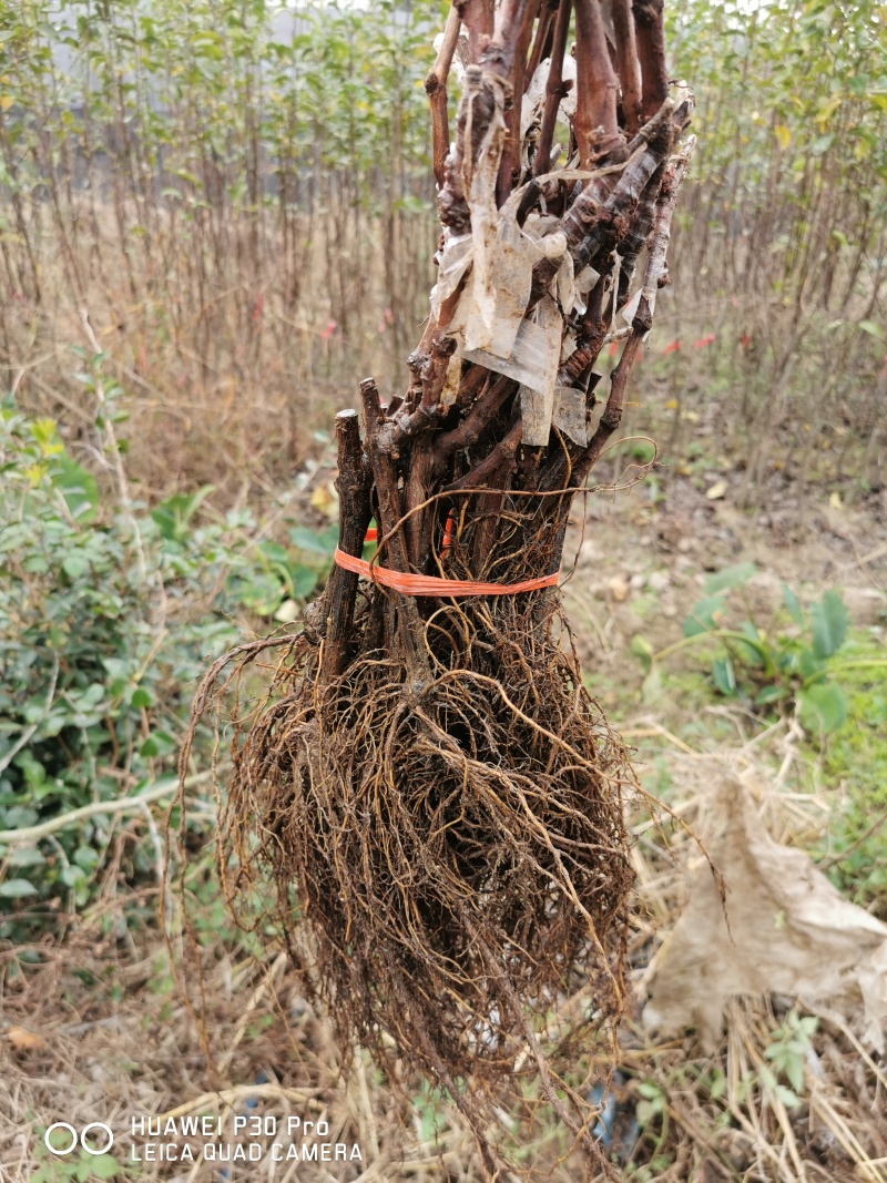 巨玫瑰葡萄苗蜜光魏可秋天清脆玛斯卡丁圆叶2年葡萄树苗