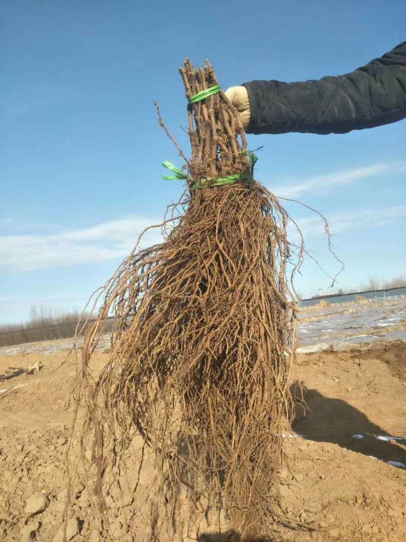 巨玫瑰葡萄苗蜜光魏可秋天清脆玛斯卡丁圆叶2年葡萄树苗