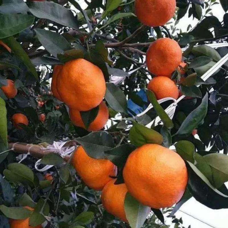 明日见柑橘苗苗子粗壮根系发达成活率好