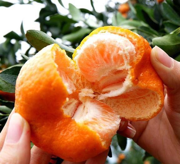 大果柑成熟果实特写