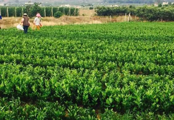 沃柑批发市场全景图