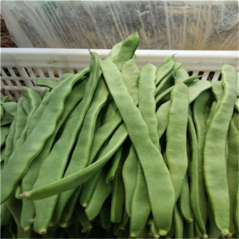 金龙架豆王种子架芸豆种子早熟抗病抗旱扁芸豆种子豆角高产