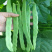 金龙架豆王种子架豆种子高产芸豆种子宽油豆角种子扁豆角