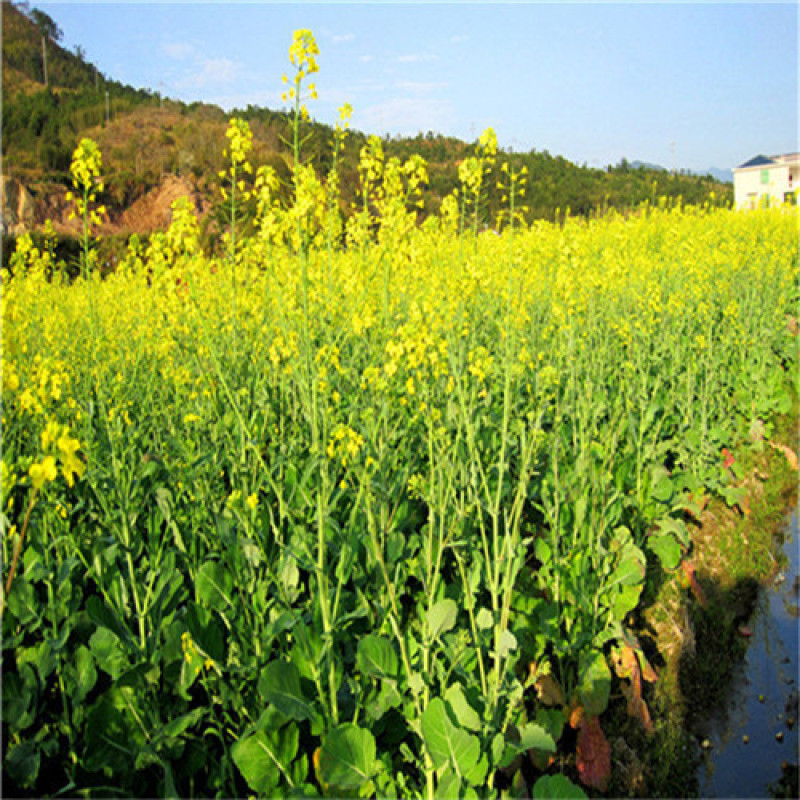 油菜种子优创高油王油菜种子耐寒抗倒早熟高产油率高油菜花