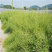 油菜种子优创高油王油菜种子耐寒抗倒早熟高产油率高油菜花