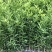 新品种大果滑皮蜜糖无核无籽脆蜜金柑苗金蛋弹脆密金桔树苗