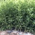 新品种大果滑皮蜜糖无核无籽脆蜜金柑苗金蛋弹脆密金桔树苗