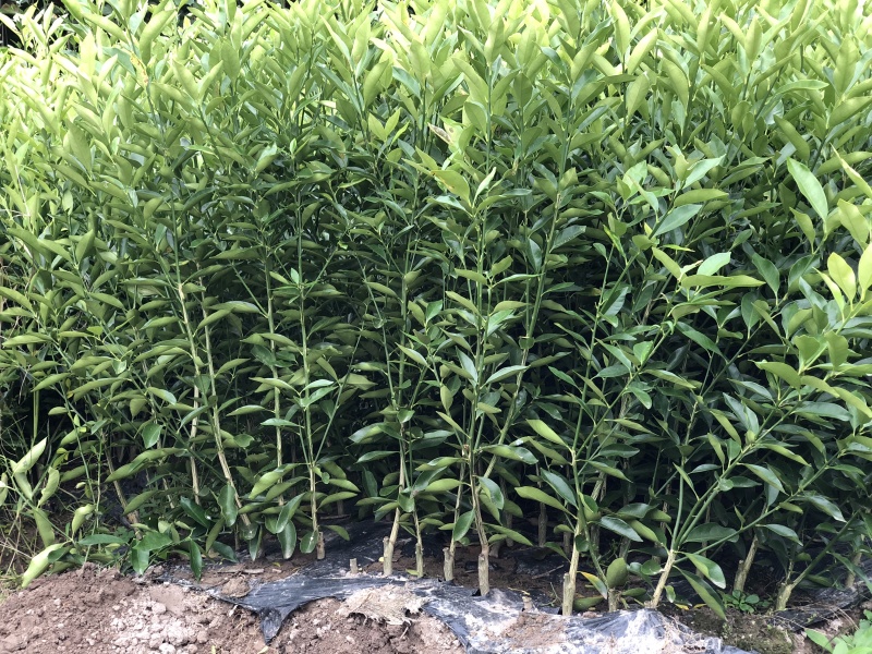 新品种大果滑皮蜜糖无核无籽脆蜜金柑苗金蛋弹脆密金桔树苗