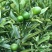 新品种大果滑皮蜜糖无核无籽脆蜜金柑苗金蛋弹脆密金桔树苗