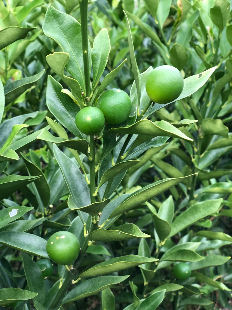 新品种大果滑皮蜜糖无核无籽脆蜜金柑苗金蛋弹脆密金桔树苗