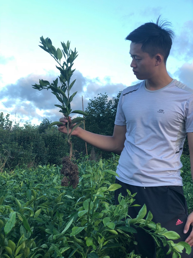 新品种大果滑皮蜜糖无核无籽脆蜜金柑苗金蛋弹脆密金桔树苗