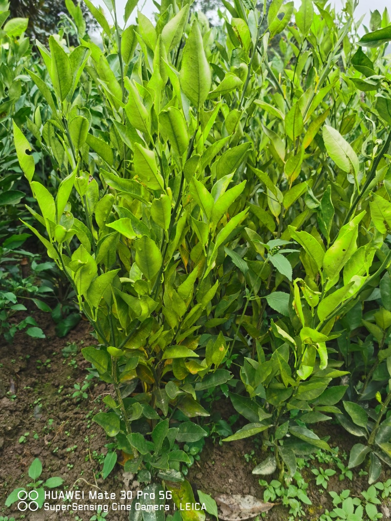 新品种大果滑皮蜜糖无核无籽脆蜜金柑苗金蛋弹脆密金桔树苗
