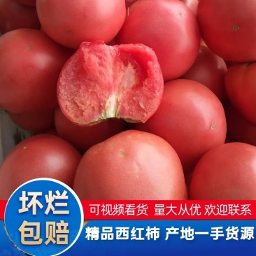 【西红柿】优质硬粉西红柿弧三以上量大从优全国发货