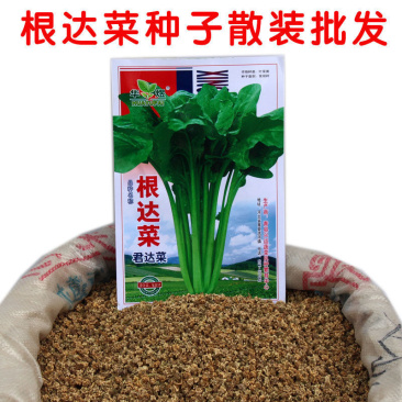 四季根达菜种子种菜蔬菜籽牛皮菜莙荙菜君达菜种子易种可代替
