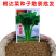 四季根达菜种子种菜蔬菜籽牛皮菜莙荙菜君达菜种子易种可代替