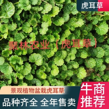 虎耳草@虎耳草大量出售，虎耳草景观植物@盆栽虎耳草