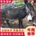精品怀孕母驴！活驴！健康！8到11个月孕期！全国发货！