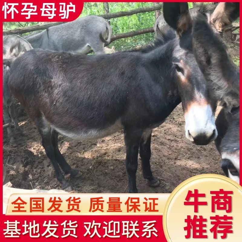 精品怀孕母驴！活驴！健康！8到11个月孕期！全国发货！