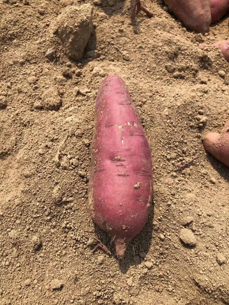 【303红薯】西瓜红蜜薯沙土地番薯产地直供各种规格