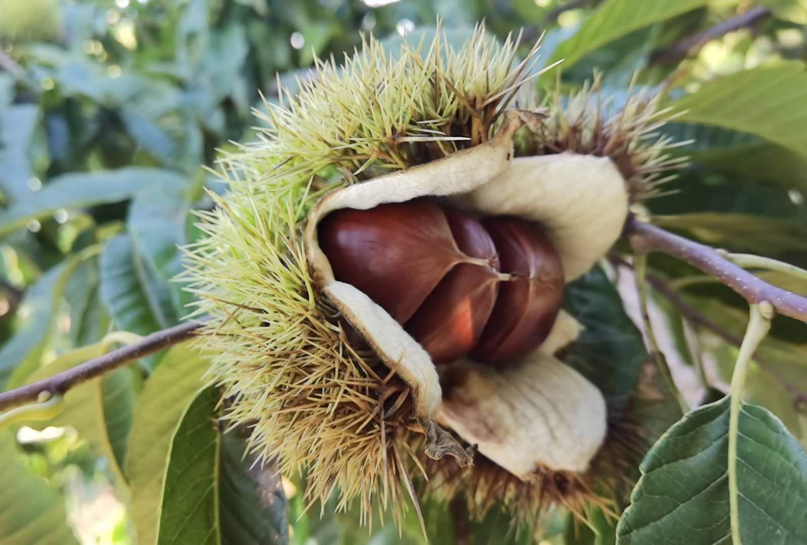 无人机航拍视角下的丹东油栗种植园,连片的栗树林依山势分布,树木排列整齐,部分果树挂满带刺果实,农民正在林间进行采收作业,远处可见山区村落和秋日云雾 丹东油栗种植园航拍