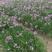 紫娇花基地大量供应提供种植技术质量保证欢迎订购