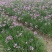 紫娇花基地大量供应提供种植技术质量保证欢迎订购