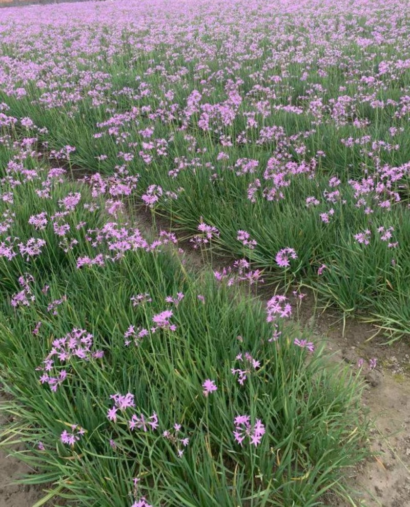 紫娇花基地大量供应提供种植技术质量保证欢迎订购