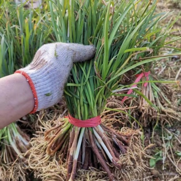 紫娇花基地大量供应提供种植技术质量保证欢迎订购