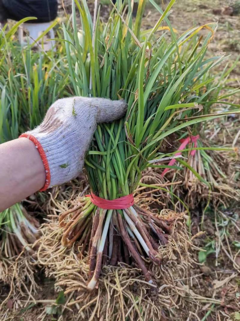 紫娇花基地大量供应提供种植技术质量保证欢迎订购