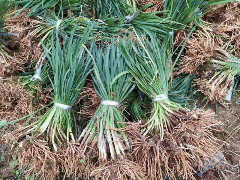 紫娇花基地大量供应提供种植技术质量保证欢迎订购