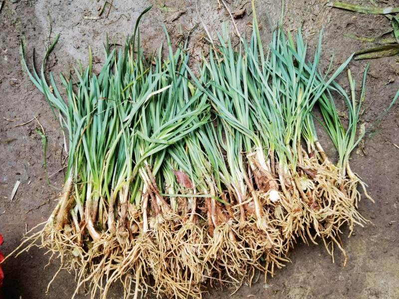 紫娇花基地大量供应提供种植技术质量保证欢迎订购