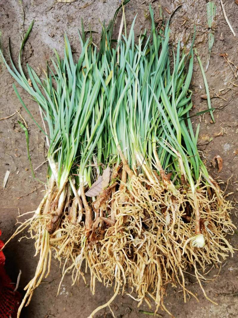 紫娇花基地大量供应提供种植技术质量保证欢迎订购
