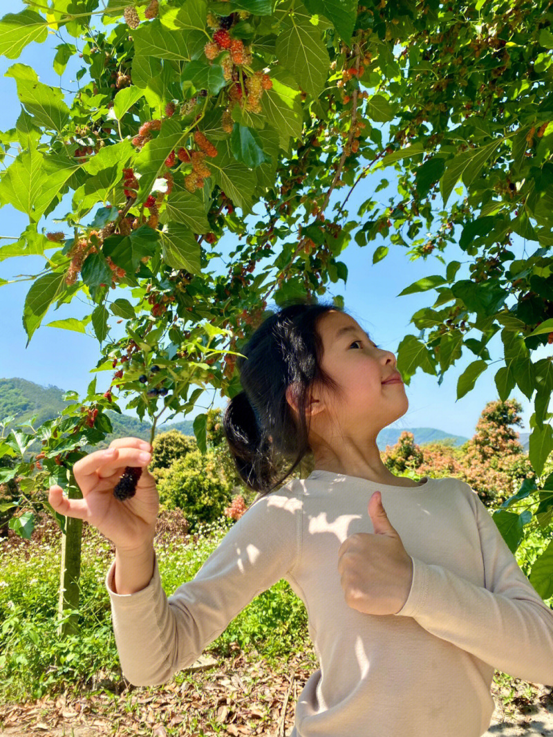 草桑葚苗桑葚苗根系发达丰产性好现挖现发