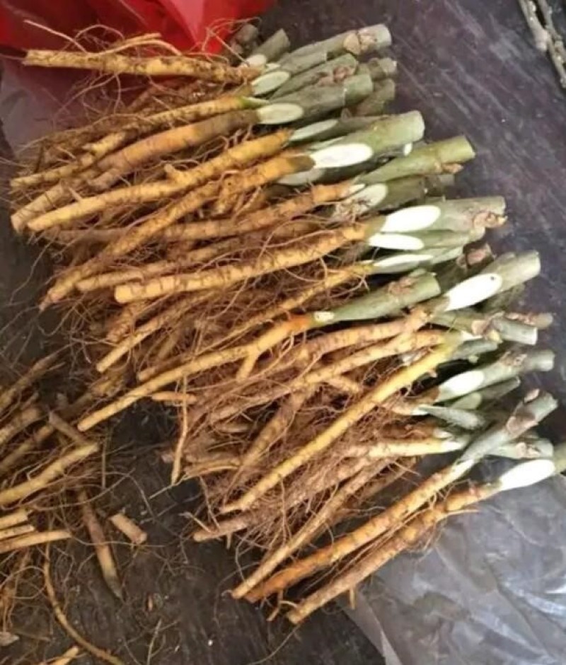 黑珍珠桑苗桑葚苗根系发达丰产性好现挖现发
