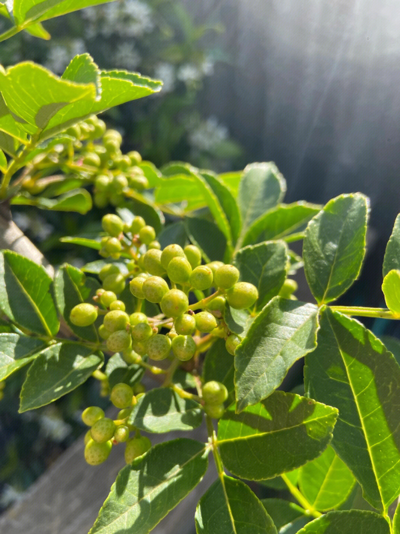 麻椒苗花椒苗根系发达丰产性好现挖现发