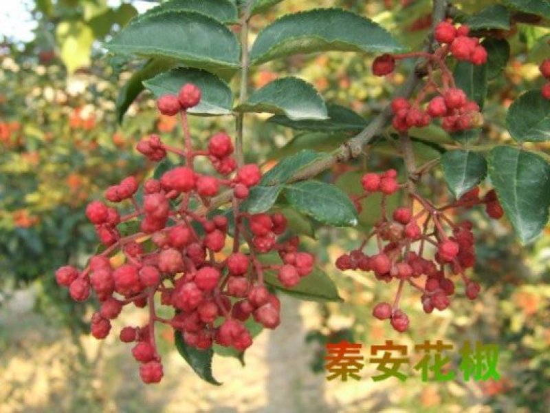 秦安1号花椒苗花椒苗根系发达丰产性好现挖现发