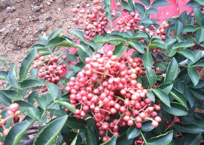 秦安1号花椒苗花椒苗根系发达丰产性好现挖现发