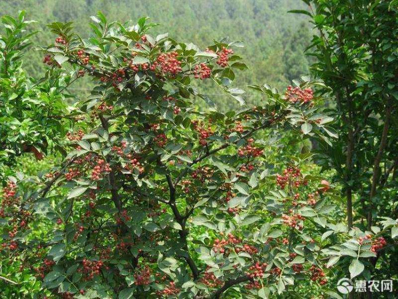 秦安1号花椒苗花椒苗根系发达丰产性好现挖现发