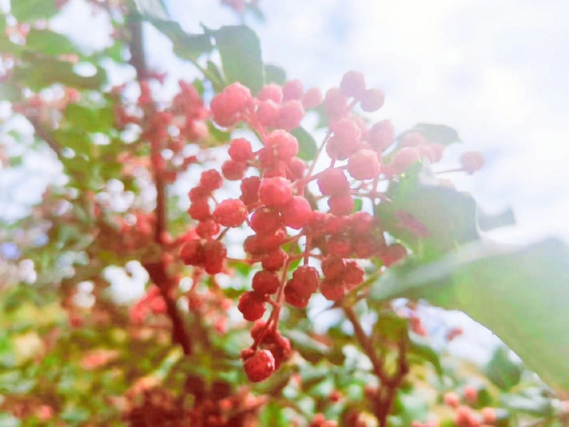 秦安1号花椒苗花椒苗根系发达丰产性好现挖现发