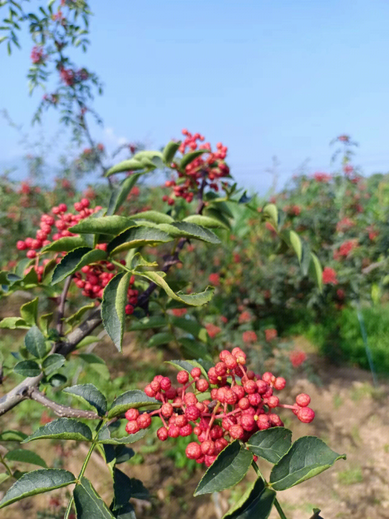 秦安1号花椒苗花椒苗根系发达丰产性好现挖现发